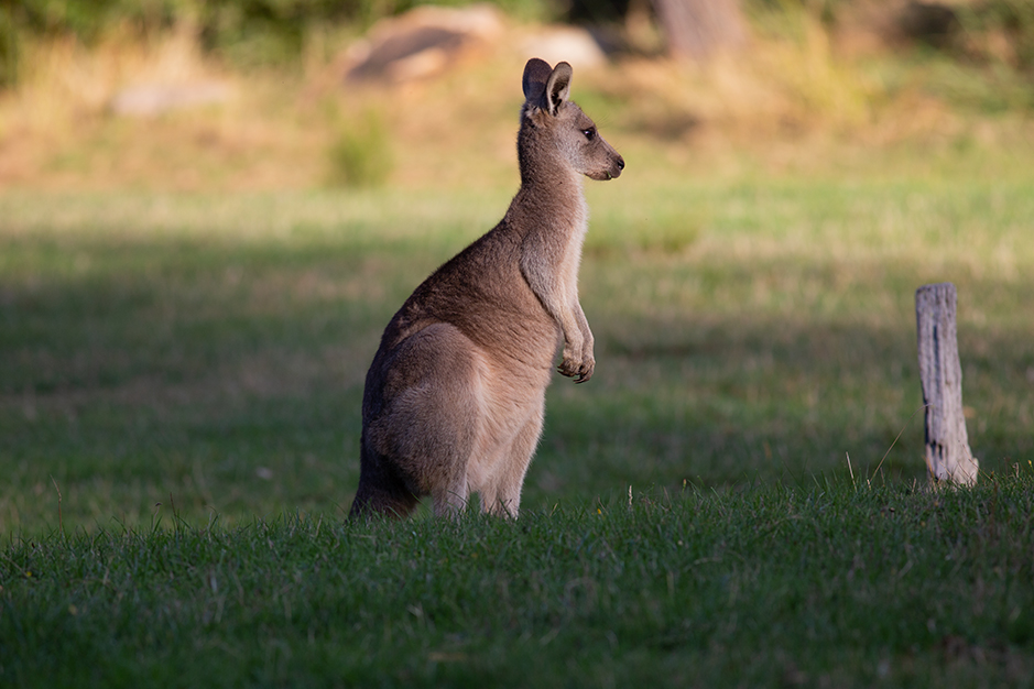 Eastern grey kangaroo enjoying the last light before sunset on the Parkland 9 camping site at Grampians Paradise Camping and Caravan Parkland